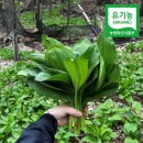 🌱유기농 명이나물/평창삼님 이미지