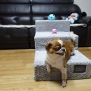 행복애견 이미지