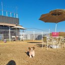 서촌동 댕번지 | 청주 애견카페 '서촌동댕번지' 방문 후기!