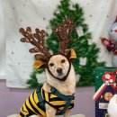 카페위드멍냠 이미지