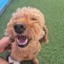 101애견유치원 이미지