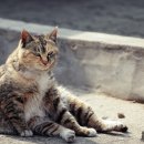 행복한 고양이 이미지