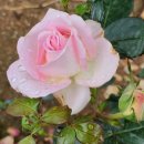 양광모농장 이미지