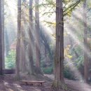 인천대공원의 빛내림과 안개 - 숲 사이로 소나기 퍼붓듯 쏟아지는 햇살 이미지