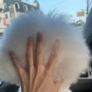 벨루스독 이미지