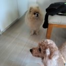 까까요 dog 이미지