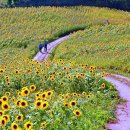 해바라기의 바다~ 7월 추천 국내 여행지 3곳 이미지