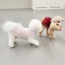 개라데이션 이미지