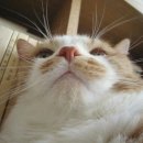 나만고양이없어 이미지