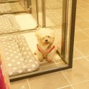 마이쏭 펫샵 이미지