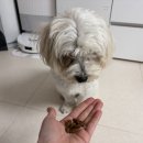 오메가산업(주) | 옵티밀 면역력강화사료 솔직후기 가수분해사료라 더 믿음 갔던 이유