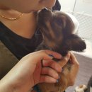 유카센타 이미지