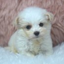 여주켄넬 이미지