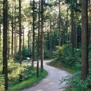 숲으로 가는 길 이미지