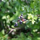 서광(아) 이미지