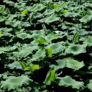 장이익어가는마을 이미지