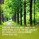 피톤치드 이미지