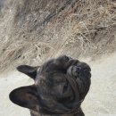 에이스 켄넬 이미지