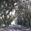 터줏대감 이미지