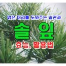 뇌 건강과 솔잎의 효능 이미지