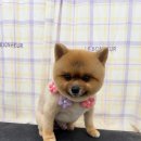 탱스땡스 이미지