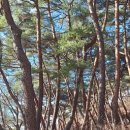 통도불교사