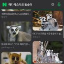 푸꾸옥 사파리 트램, 코끼리 기린 먹이주기 후기