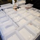 효석로 | 춘천 파충류샵 내돈내산 [미니멀정글] 솔직후기🦎_귀요미 왕 많은 춘천 크레스티드 게코, 골든햄스터...