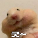 돼지런한 일상에서 스껄할래?