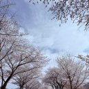 달창로,달창로26길 | 대구 달성군 벚꽃 명소 '달창지 벚꽃길' 개화 현황, 축제 정보