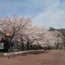 가야휴게점 | 눈앞에 벚꽃세상을 느낄 수 있는 김해 가야 랜드 하늘자전거 솔직후기