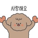 비숑다움 이미지