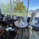 도그어바웃 이미지