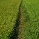 내리저수지 이미지