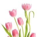 보태니컬아트 이미지