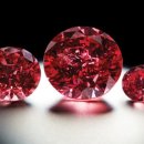 카페나비드 이미지