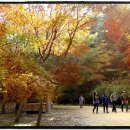 [11월 정기 여행 ] 11월10일 한국인이 가장가고싶은 1위의 여행지로 정기여행을 떠납니다 이미지