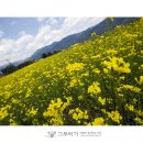 평사드레 이미지