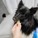 다다덴탈 이미지