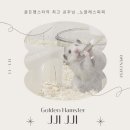 스프링 햄스터 이미지