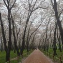 웅동마을 | 진해 웅동수원지 벚꽃 후기, 지금은 벚꽃비 그리고 겹벚꽃은 아직