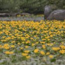 천내천의 아리연꽃 이미지