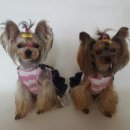 해피엔젤 이미지