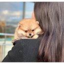 부산강아지분양 디몽 광안리본점 이미지