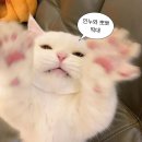 푸른민박 | [제주] 구좌 통창 복층 오션뷰 조식포함 감성숙소 추천 &#39;고등어 민박&#39; / 내돈내산 솔직후기