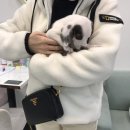 오아이펫강아지고양이