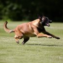 증평가정견훈련소 | 말리노이즈 입양 고민? 천재견의 현실적인 성격과 훈련법 총정리