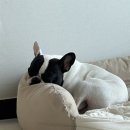 보송갈비 이미지