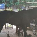 휘명승마아카데미 이미지