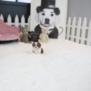하나애견샵 이미지